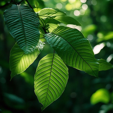 ¿Caduca el kratom? Todo lo que necesitas saber
