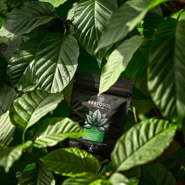 ¿De dónde viene nuestro kratom y por qué es el mejor?